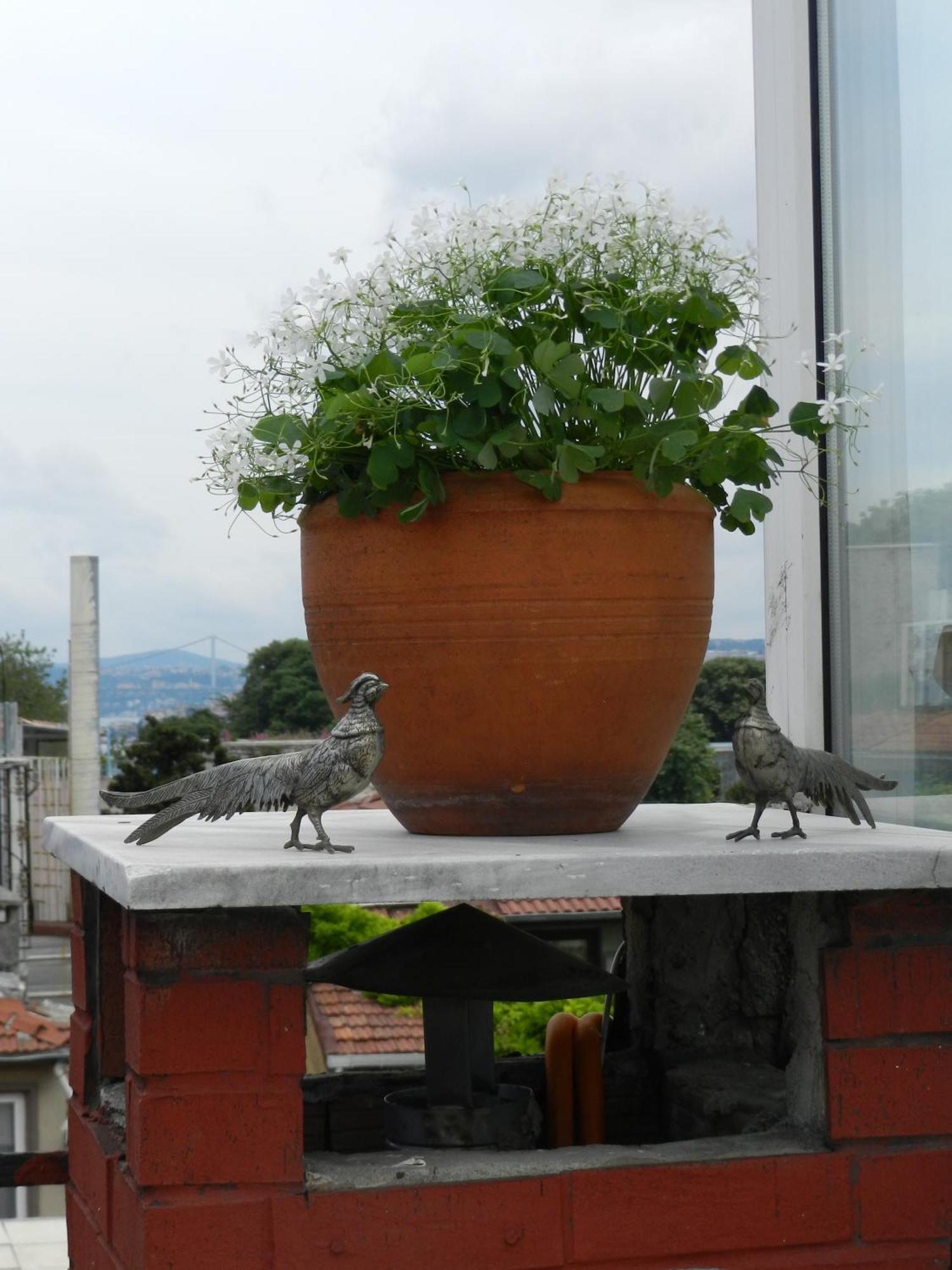 Berk Guest House - Grandma'S House Istanbul Exterior photo